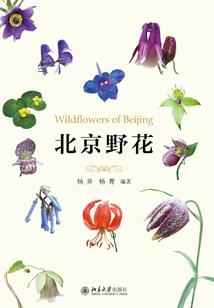 青春不想太疯狂